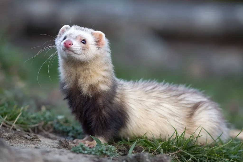 Angora Ferrets: The Ultimate Guide to the Long-Haired Ferret Breed 2 angora ferret