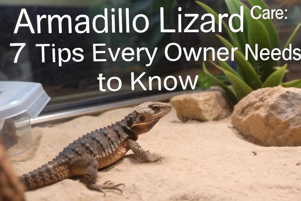 Armadillo Lizard Care: 7 Tips Every Owner Needs to Know 2 armadillo lizard
