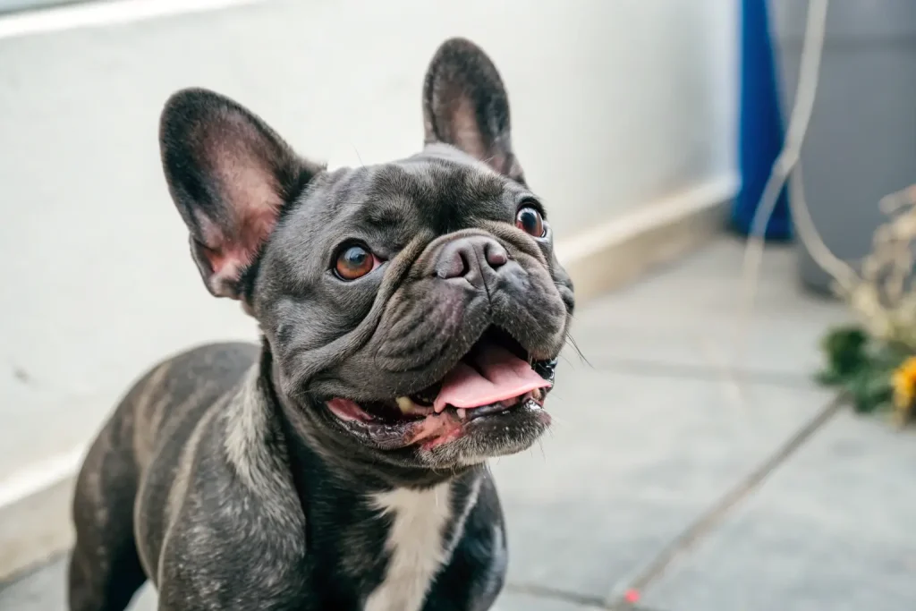 best dog food for french bulldogs