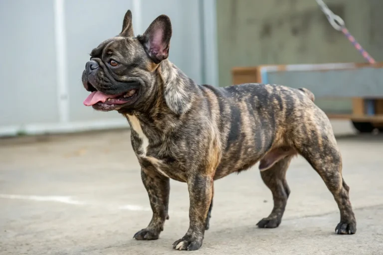 brindle french bulldog