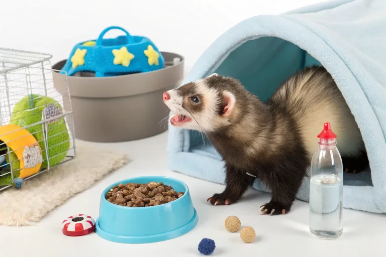 cute ferret