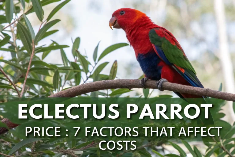 eclectus parrot price