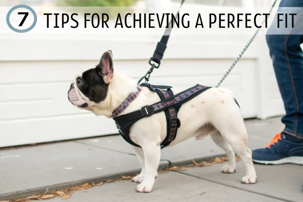 french bulldog harness