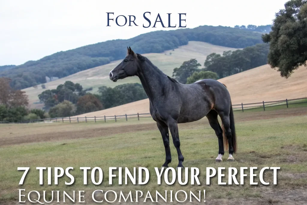 Horse for Sale: 7 Tips to Find Your Perfect Equine Companion! 2 horse for sale