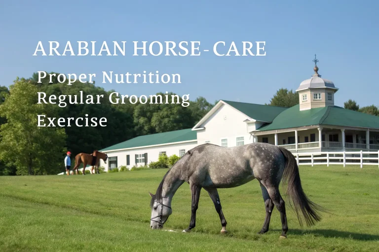 arabian horses