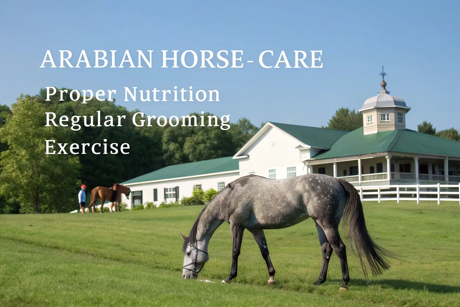arabian horses