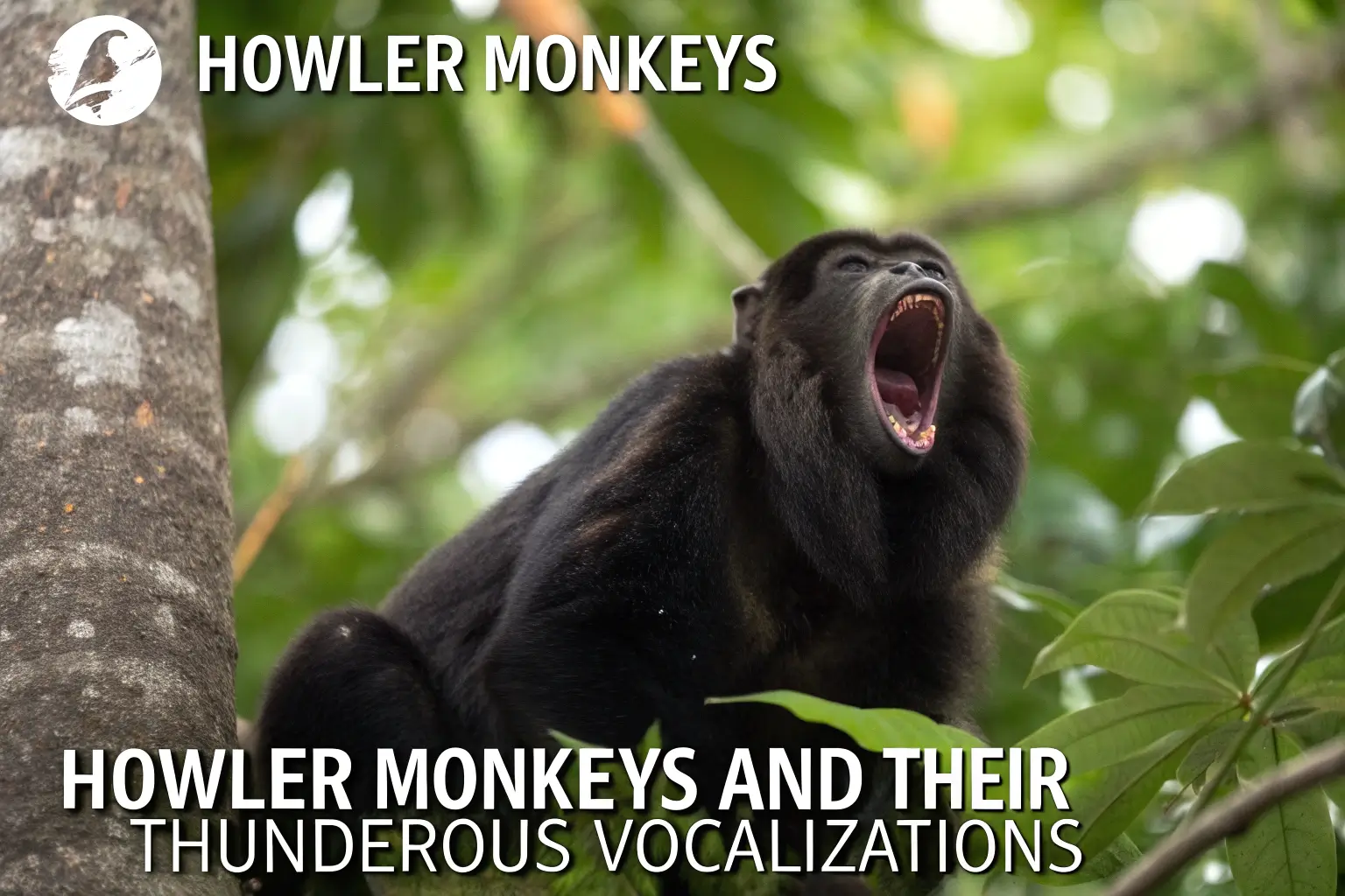 howler monkeys howling