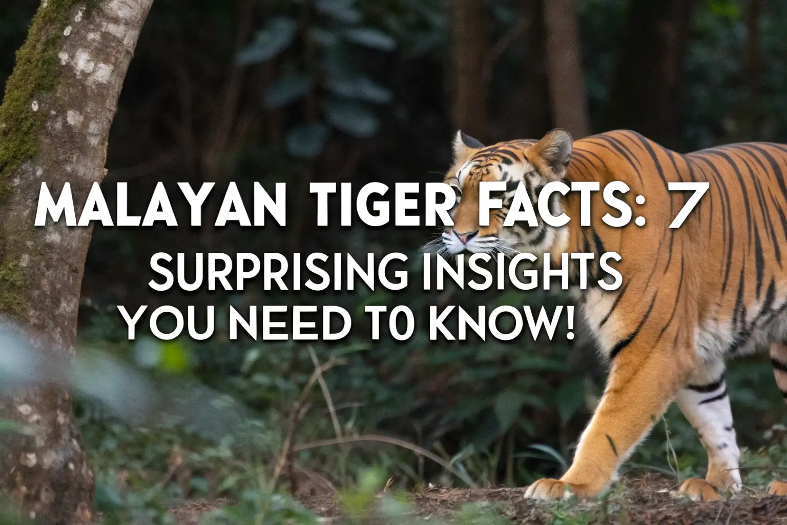 malayan tiger