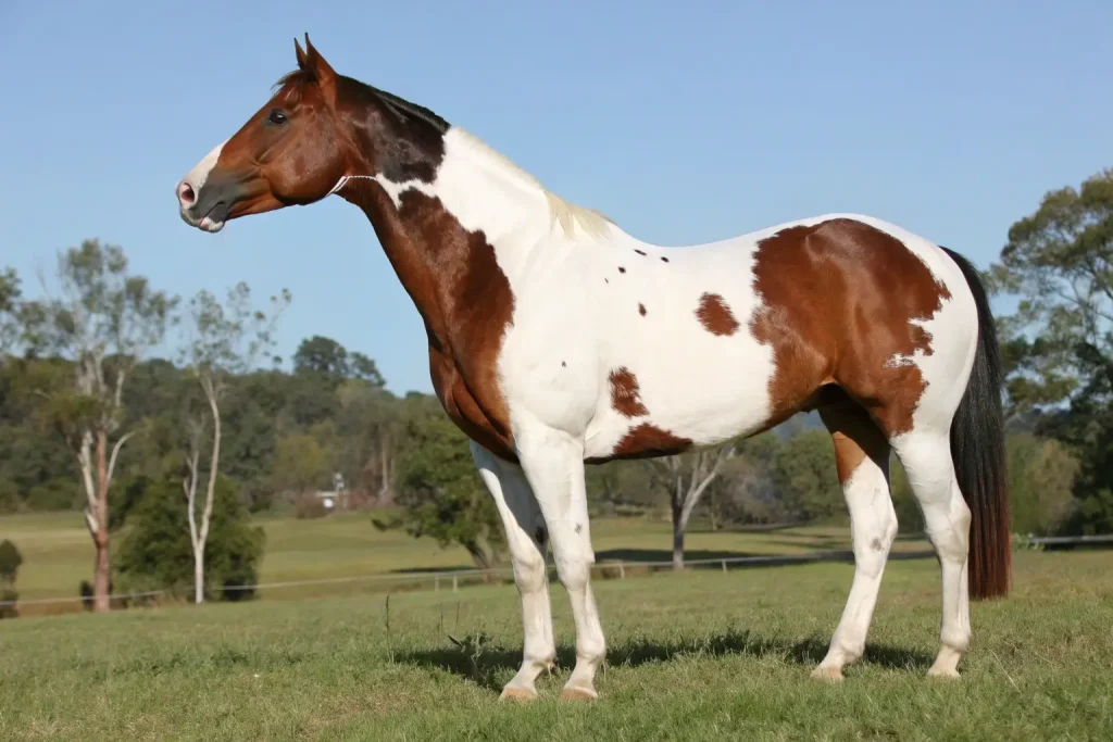 Paint Horse 101: Everything You Need to Know About This Colorful Breed 2 paint horse