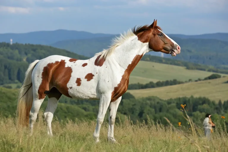 paint horse