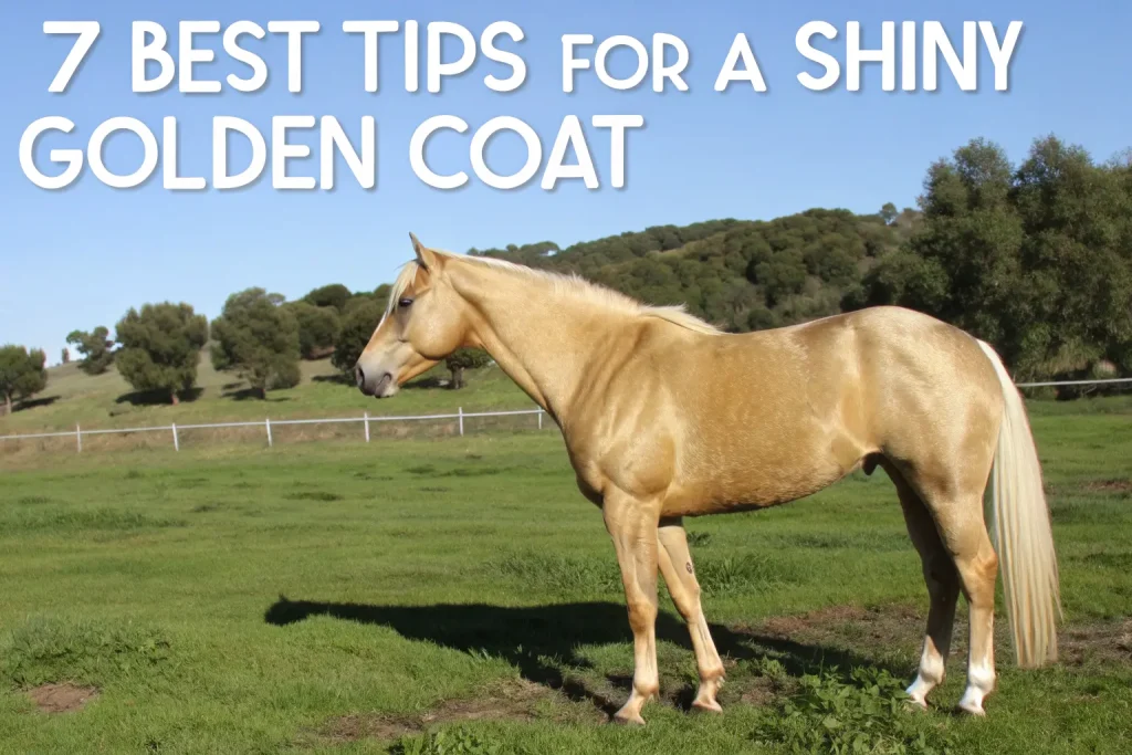 palomino horse