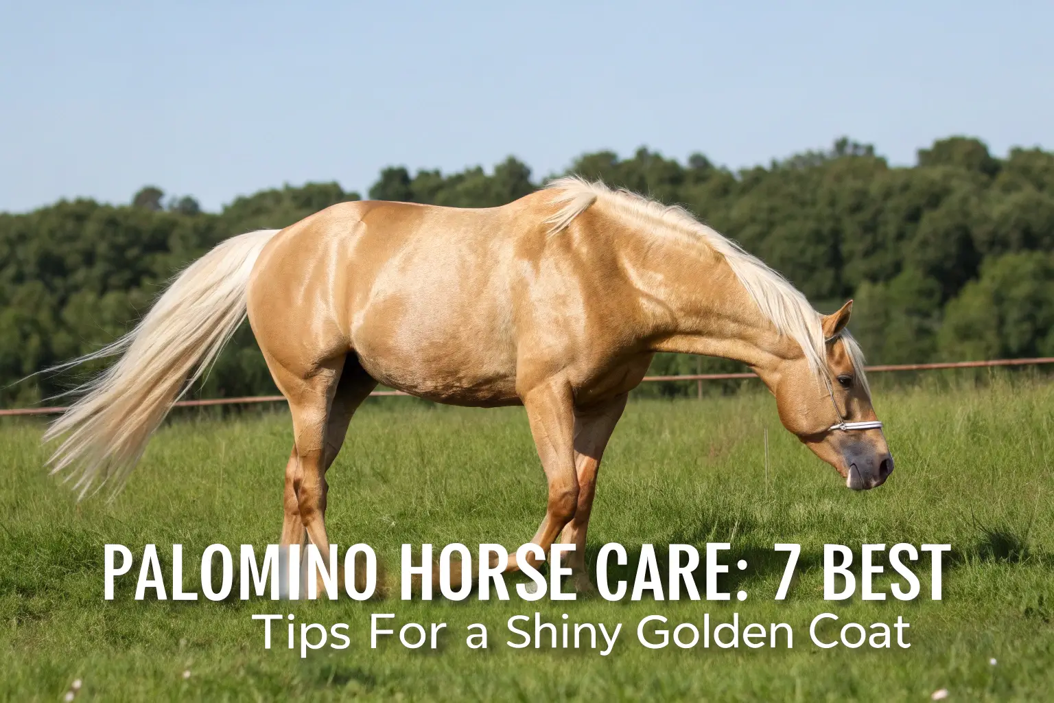 palomino horse