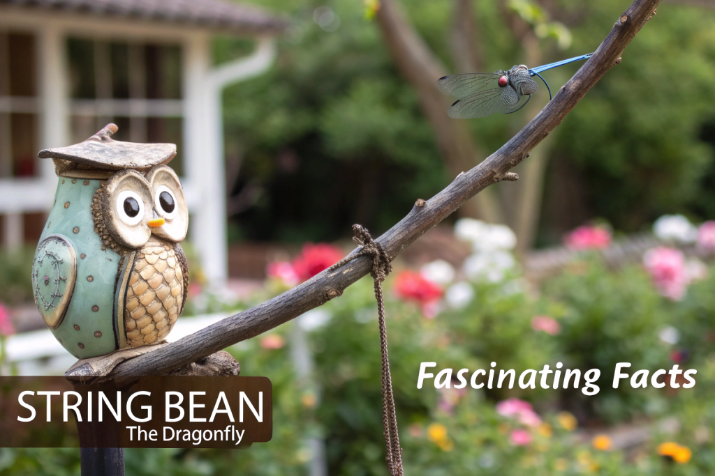 String Bean the Owl House Dragonfly: 7 Fascinating Facts! 2 string bean the owl house dragonfly